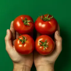 Odkryj Sekrety uprawy pomidorów sztywnołodygowych w Twoim Ogrodzie