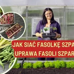 Fasolka szparagowa uprawa w doniczce: Krok po kroku jak sadzić i jak rośnie