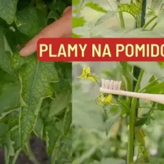 Rozpoznaj i zrozum Niedobory U Pomidorów: Przywróć Zdrowie roślinom