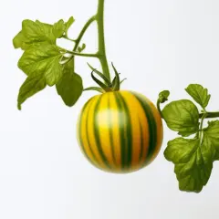 Odkryj Pomidor Green Zebra - Unikalne Warzywa prosto z Twojego Ogrodu