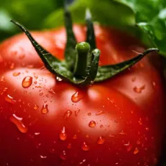 Odkryj Perła Sadu: Unikalny Smak Ogrodowego Pomidoru Pearl